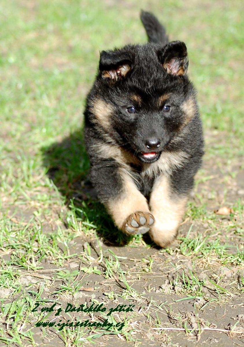 DSC_1478_cerveny